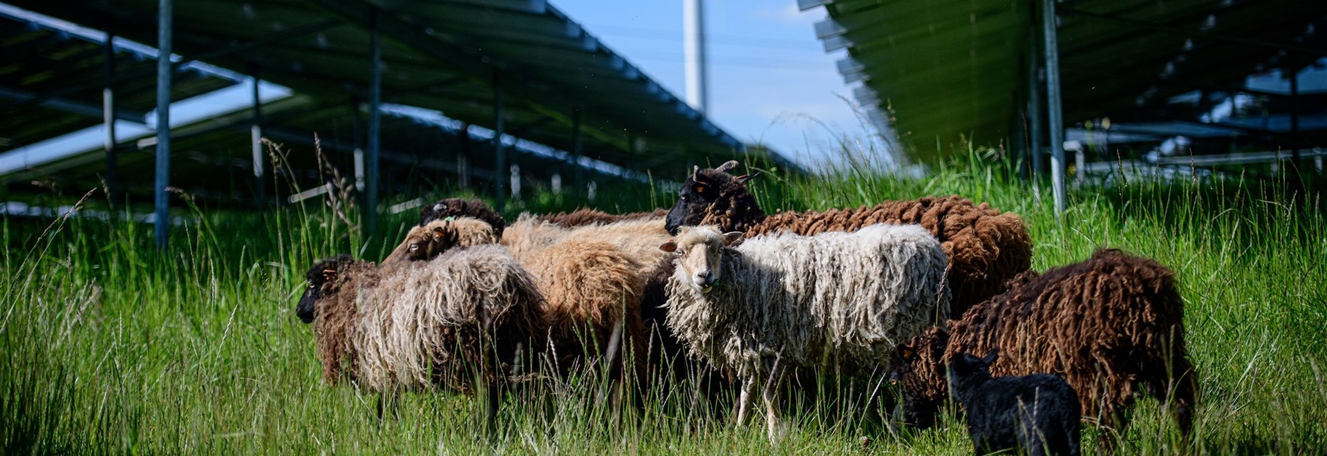 Sheep roaming between the solar panels at LCL in Gembloux