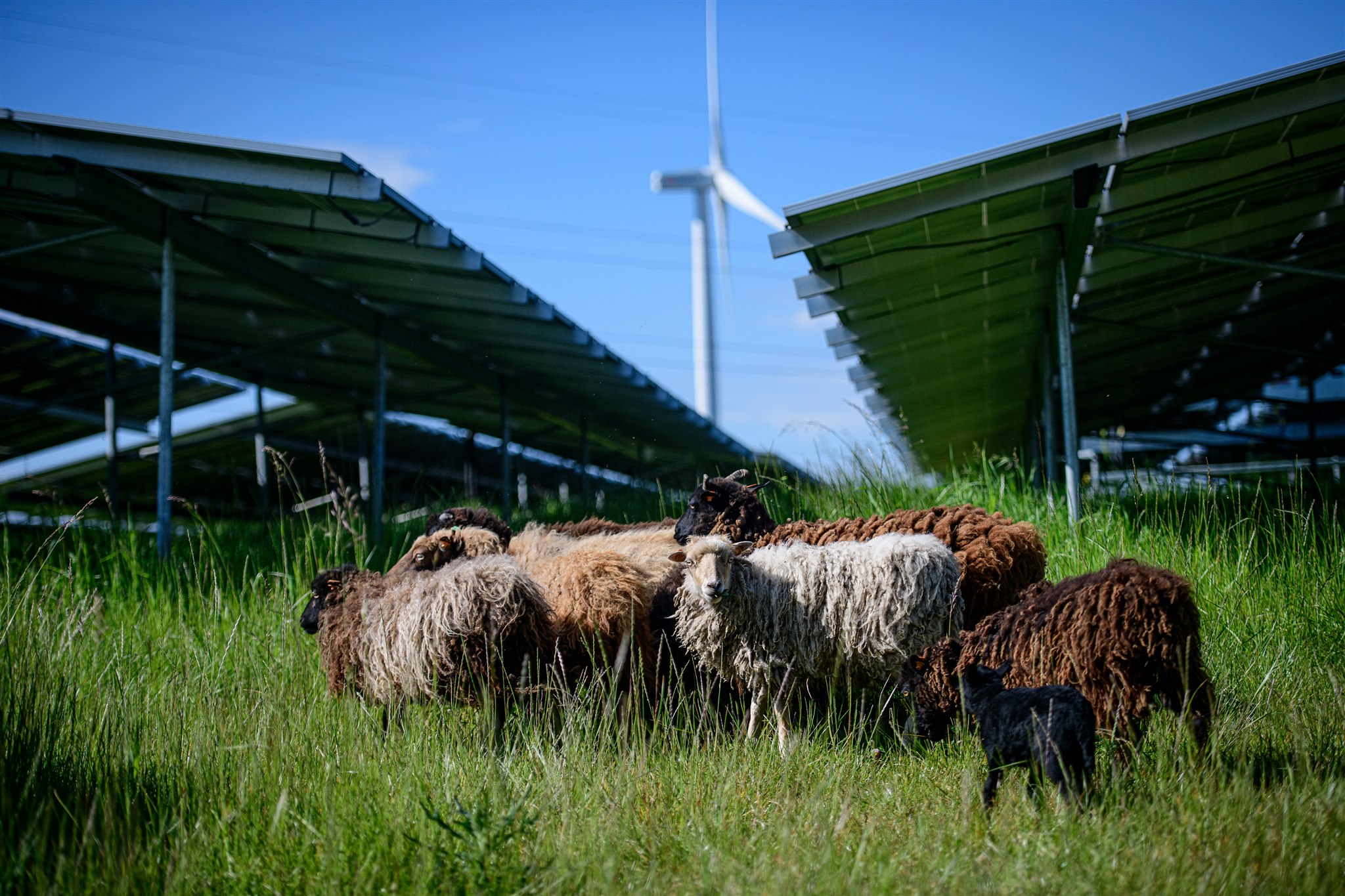 Sheep grazing in front of solar panels