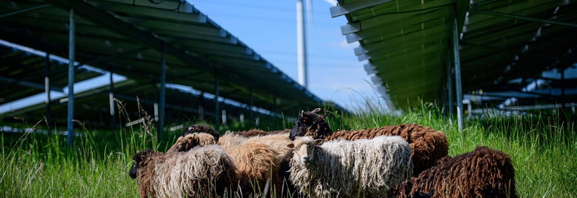 Des moutons entre les panneaux solaires de LCL à Gembloux