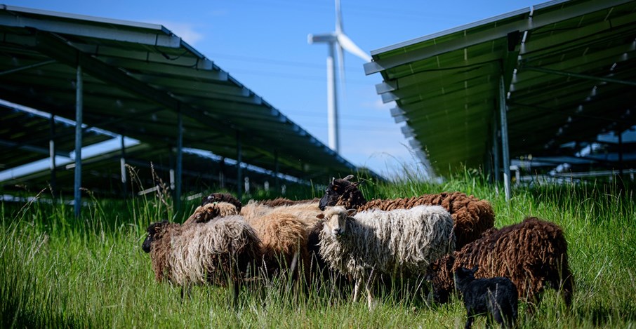 Sheep roaming between the solar panels at LCL in Gembloux