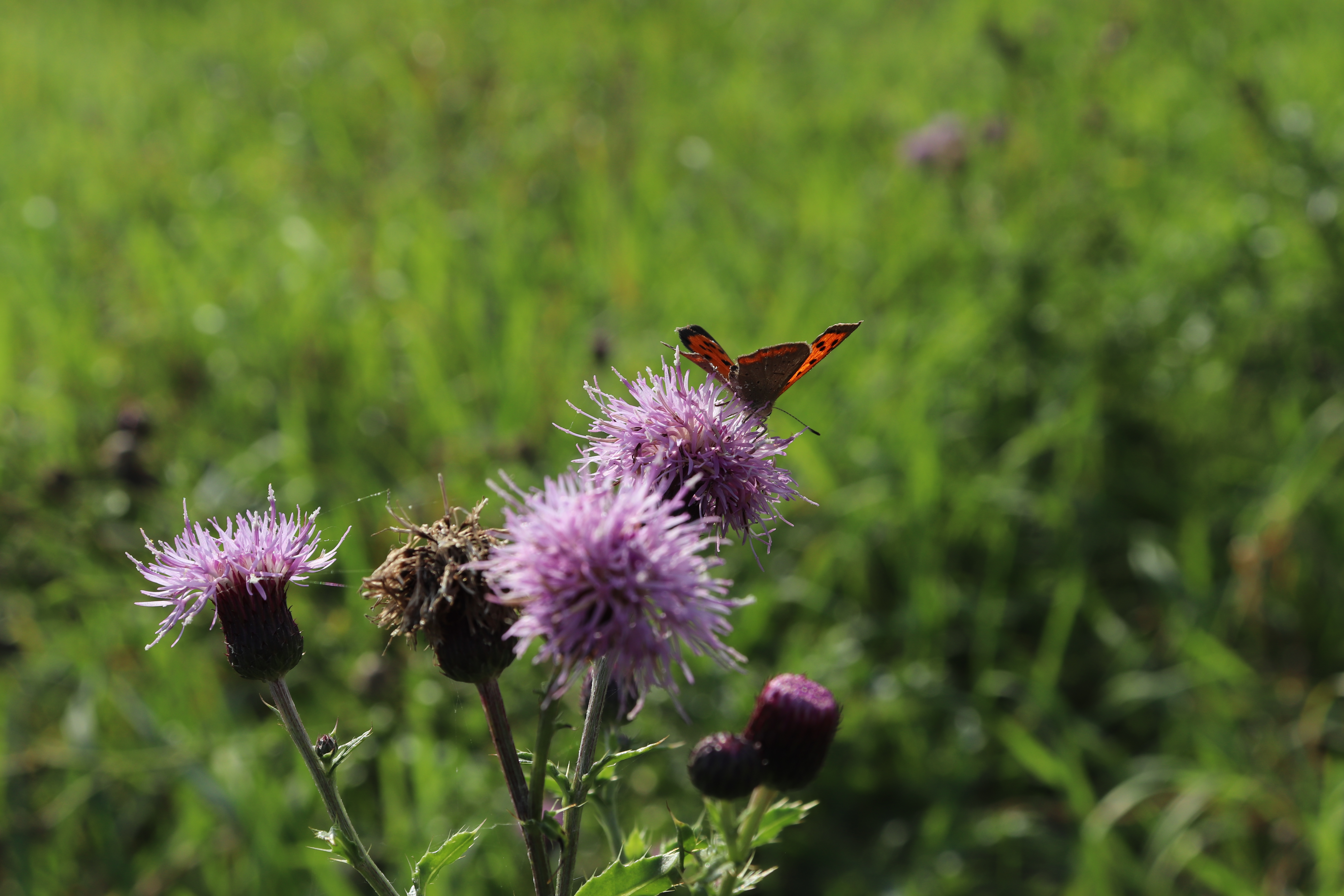 Water connects: how Flemish wetlands and global water protection strengthen each other